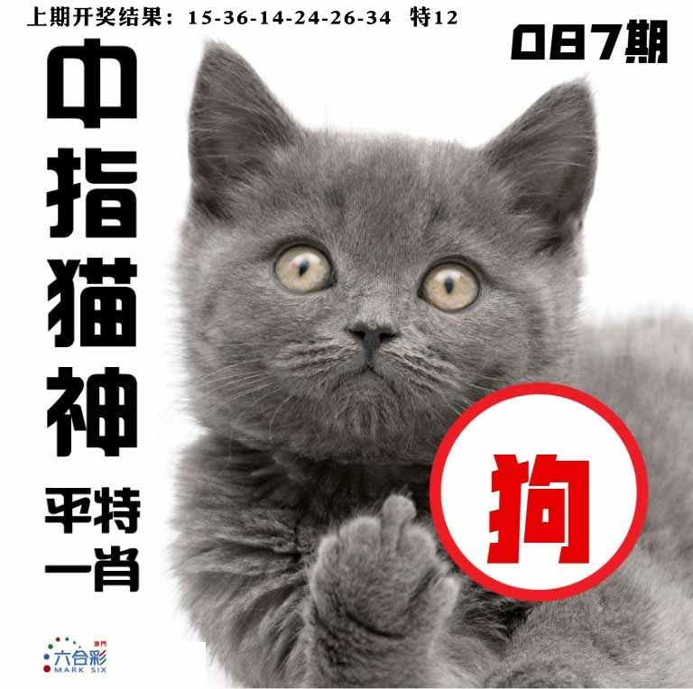 087期中指猫神[图]